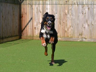 Dog bowling: Teach your dog to ten pin bowl 