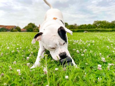 Dog-friendly summer snack recipes