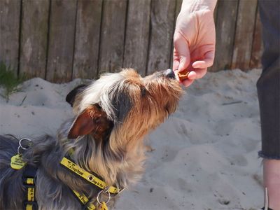 Positive reinforcement – training with rewards
