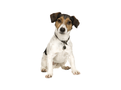 Jack Russell Terrier wearing a collar and tag on a white background