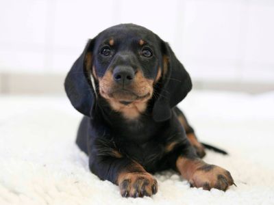 Preparing for your new dog