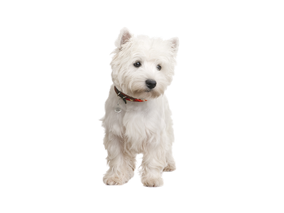 West Highland White Terrier