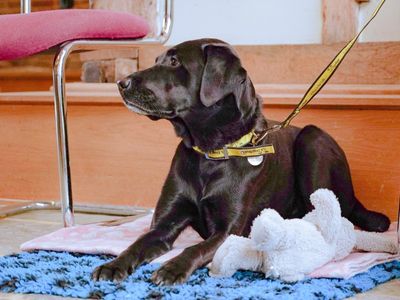 What to do if your dog is aggressive at the vets