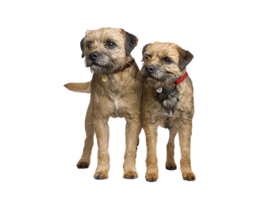 Two Border Terriers