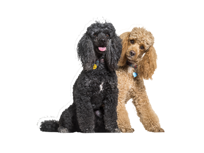 Poodle dog on a transparent background