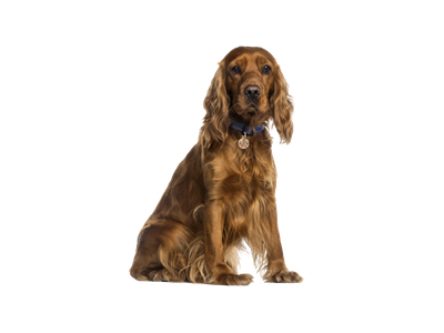 A Cocker Spaniel sitting down