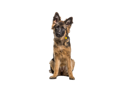 A young German Shepherd