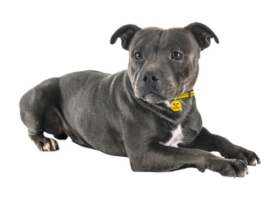 Staffie cross dog sitting during a photoshoot
