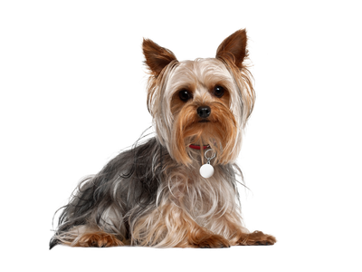 A Yorkshire Terrier looking towards the camera