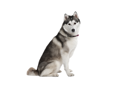 Akita dog behind a white, transparent background 