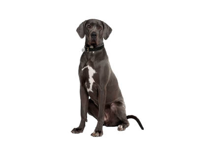 Great Dane dog on white transparent background