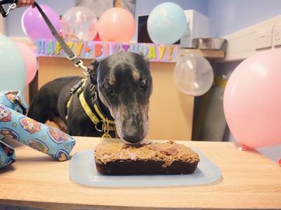 Pupcake Day