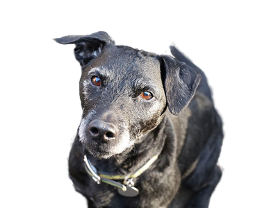 Patterdale Terrier black dog behind a white, transparent background
