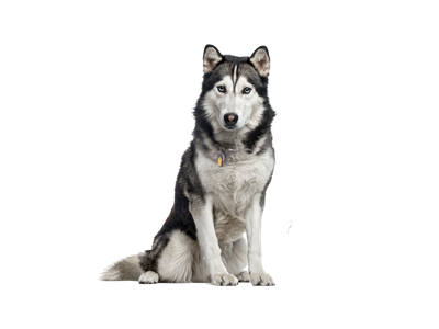 Siberian Husky dog behind white transparent background