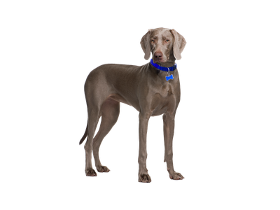 Weimaraner
