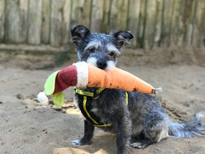 Coping with pet grief
