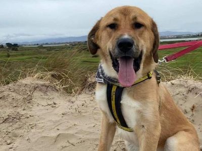 Keeping your dog safe at the beach