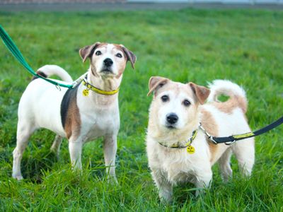Helping grieving dogs