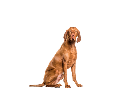 A Hungarian Vizsla looking towards the camera