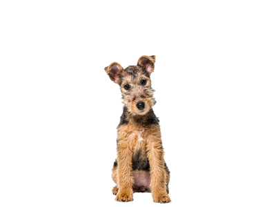 Lakeland Terrier sitting down