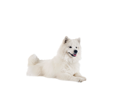 A Samoyed lying down