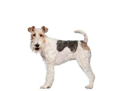 A fox Terrier standing to the side