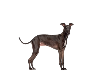 Italian greyhound standing