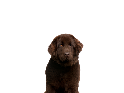 a newfoundland looking at the camera