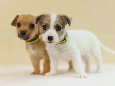 Puppy Farms: Red Flags to Look Out For