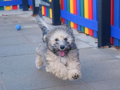 Finding a Dog Professional