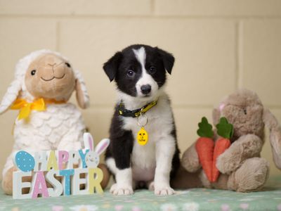 Dogs Trust issues Easter warning over chocolate toxicity in dogs