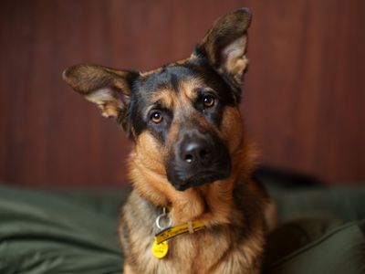 Dogs Trust reveals over 1 in 3 dogs may not be protected from diseases