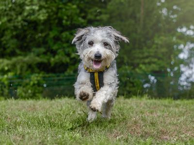 Sponsor a dog