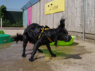 "Twenty is Plenty": Dogs Trust warns owners to rethink walks as temperatures rise