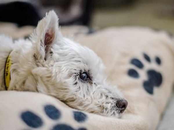 Vet Clinics Pain And Behaviour