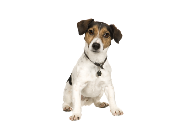 Jack Russell Terrier wearing a collar and tag on a white background