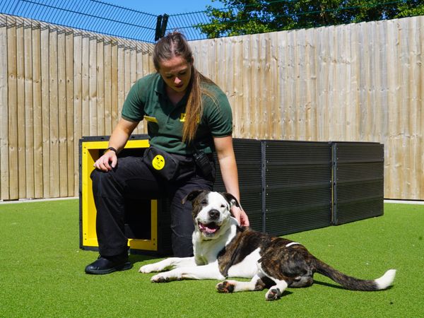 Canine carer strokes a foxhound lying on the floor in the sun
