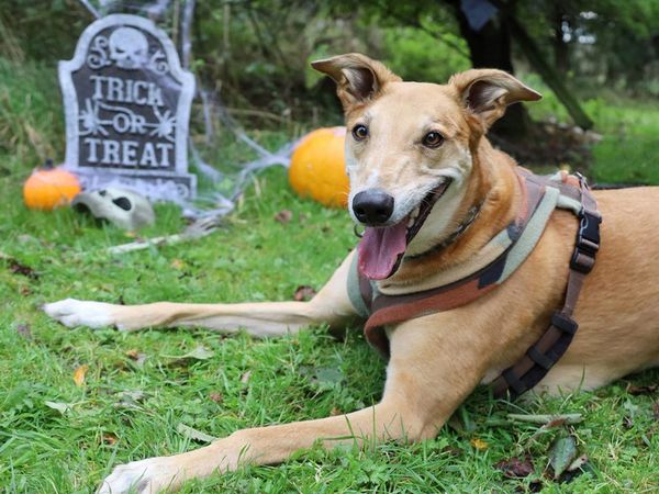 Jake the Crossbreed smiling in a pumpkin patch