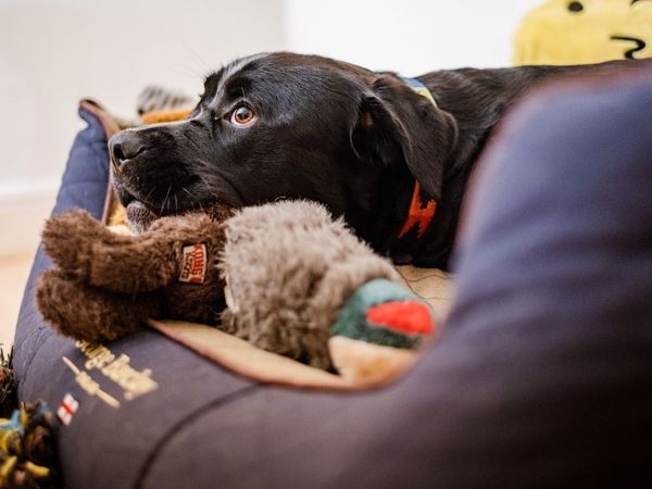 Dave an adult crossbreed, inside, at home, lying down, in dog bed.