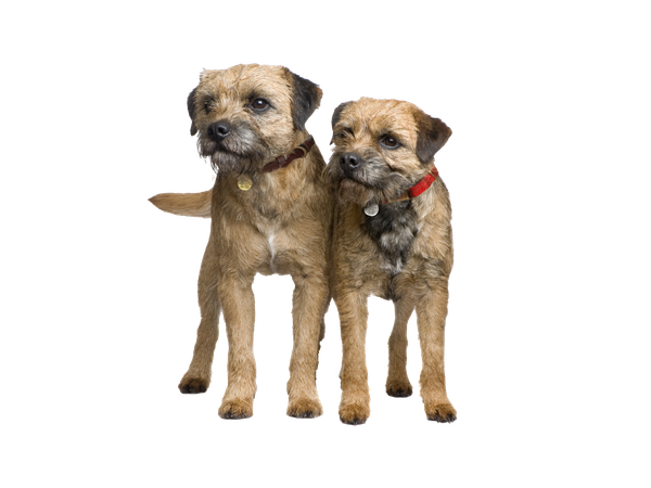 Two Border Terriers