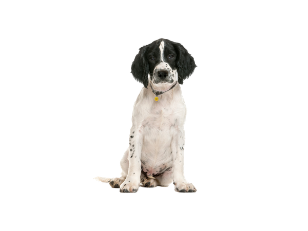 Springer spaniel puppy