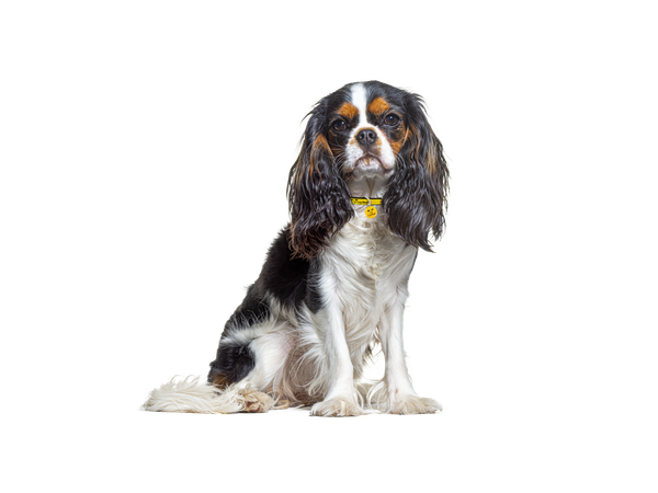A black and white Cavalier King Charles Spaniel