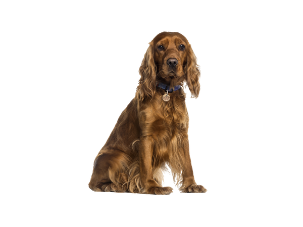 A Cocker Spaniel sitting down