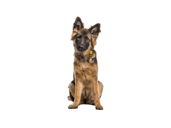A young German Shepherd