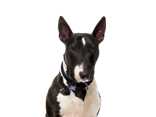Bull Terrier dog behind a white, transparent background