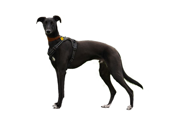Lurcher behind a white, transparent background