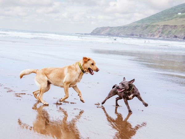 Two dogs running on the beach