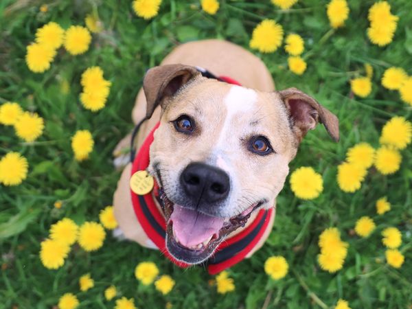 Brian a tan staffie in a birdseye view shot looking at the camera in a field of yellow flowers.