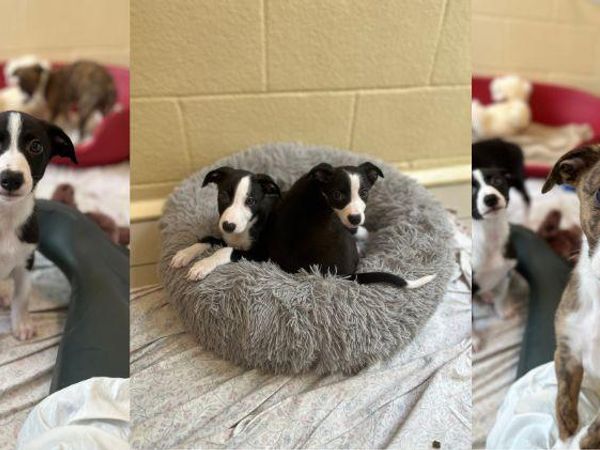 three images of black and white puppies looking into the camera