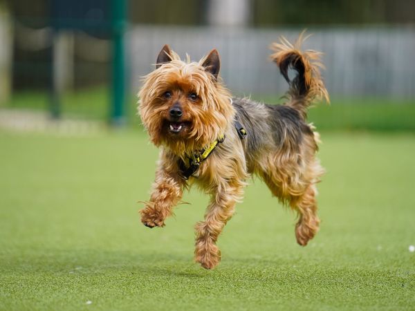 Terrier, outside, running on grass.